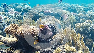 Underwater shot of a coral reef in the Red Sea