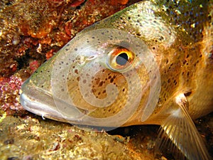 Underwater shot of dentex dentex - Porgy