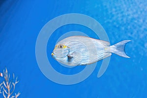 Underwater shot of fish Acanthurus mata