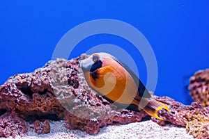 Underwater shot of fish Acanthurus pyroferus