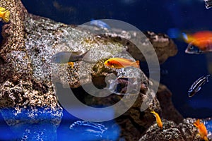 Underwater shot of fish Cichlidae