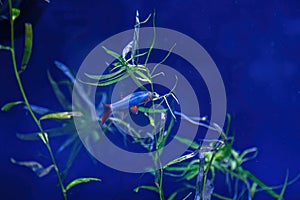 Underwater shot of a fish labeo frenatus glofish