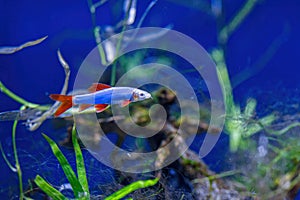 Underwater shot of a fish labeo frenatus glofish