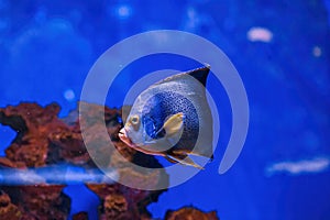 Underwater shot of fish Pomacanthus semicirculatus