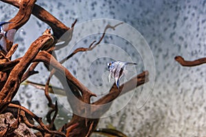 Underwater shot of fish pterophyllum scalare altum