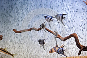 Underwater shot of fish pterophyllum scalare altum