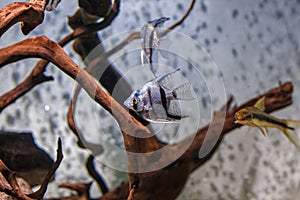 Underwater shot of fish pterophyllum scalare altum