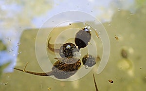 Underwater shot of frog and toad tadpoles in a lake