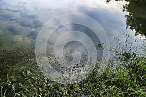 Underwater shot of grass and plants submerged in clear water with lots of airbubbles and reflection on subsurface.