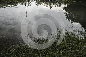 Underwater shot of grass and plants submerged in clear water with lots of airbubbles and reflection on subsurface.