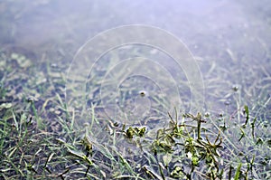 Underwater shot of grass and plants submerged in clear water with lots of airbubbles and reflection on subsurface.