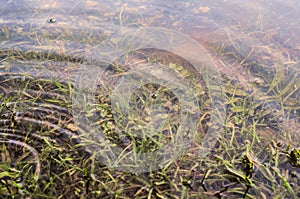 Underwater shot of grass and plants submerged in clear water with lots of airbubbles and reflection on subsurface.