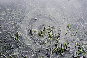 Underwater shot of grass and plants submerged in clear water with lots of airbubbles and reflection on subsurface.