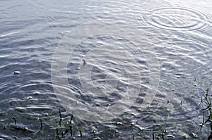 Underwater shot of grass and plants submerged in clear water with lots of airbubbles and reflection on subsurface.