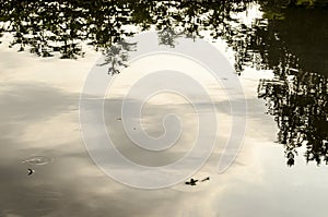 Underwater shot of grass and plants submerged in clear water with lots of airbubbles and reflection on subsurface.