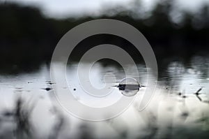 Underwater shot of grass and plants submerged in clear water with lots of airbubbles and reflection on subsurface.