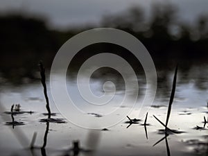 Underwater shot of grass and plants submerged in clear water with lots of airbubbles and reflection on subsurface.