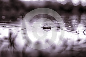 Underwater shot of grass and plants submerged in clear water with lots of airbubbles and reflection on subsurface.