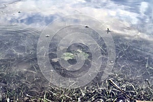 Underwater shot of grass and plants submerged in clear water with lots of airbubbles and reflection on subsurface.