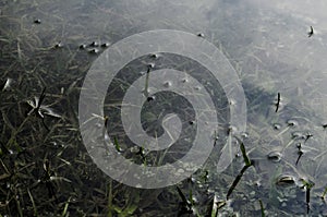 Underwater shot of grass and plants submerged in clear water with lots of airbubbles and reflection on subsurface.