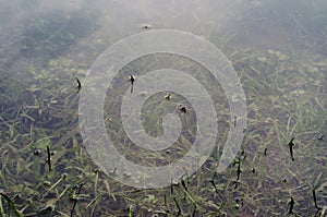 Underwater shot of grass and plants submerged in clear water with lots of airbubbles and reflection on subsurface.