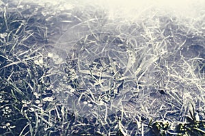 Underwater shot of grass and plants submerged in clear water with lots of airbubbles and reflection on subsurface.