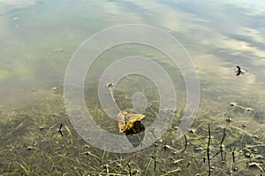 Underwater shot of grass and plants submerged in clear water with lots of airbubbles and reflection on subsurface.