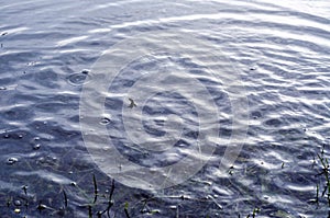 Underwater shot of grass and plants submerged in clear water with lots of airbubbles and reflection on subsurface.