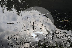 Underwater shot of grass and plants submerged in clear water with lots of airbubbles and reflection on subsurface.