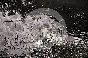 Underwater shot of grass and plants submerged in clear water with lots of airbubbles and reflection on subsurface.