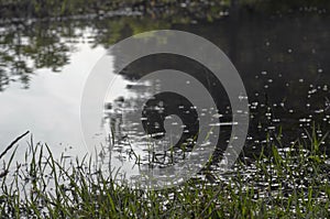 Underwater shot of grass and plants submerged in clear water with lots of airbubbles and reflection on subsurface.