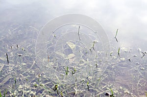 Underwater shot of grass and plants submerged in clear water with lots of airbubbles and reflection on subsurface.