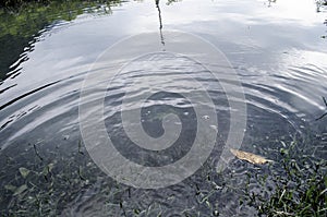 Underwater shot of grass and plants submerged in clear water with lots of airbubbles and reflection on subsurface.