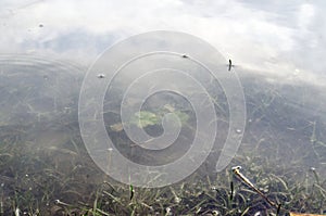 Underwater shot of grass and plants submerged in clear water with lots of airbubbles and reflection on subsurface.