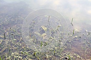 Underwater shot of grass and plants submerged in clear water with lots of airbubbles and reflection on subsurface.