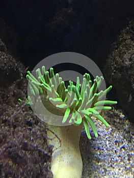 Underwater shot of green glowing coral