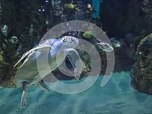 Underwater shot of green sea turtle