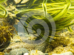 Underwater shot of green seaweed attached to rock