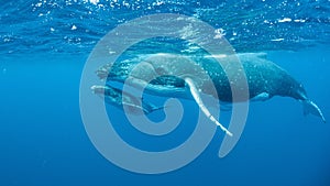 Underwater shot of humpback whales swimming in the Pacific Ocean