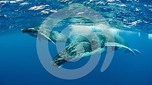 Underwater shot of humpback whales swimming in the Pacific Ocean