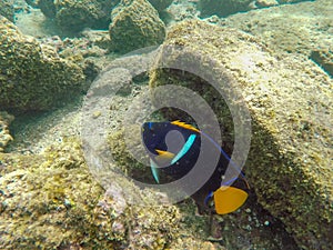 Underwater shot of a king angelfish at isla bartolome in the galapagos photo