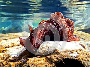 Underwater shot on large sea hare in Mediterranean sea Aplysia punctata