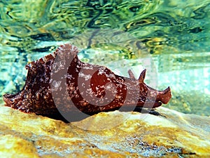 Underwater shot on large sea hare in Mediterranean sea Aplysia punctata