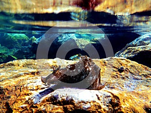 Underwater shot on large sea hare in Mediterranean sea Aplysia punctata