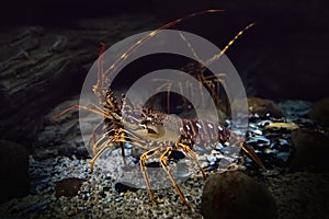 Underwater shot of live crawling spiny lobster