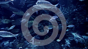 Underwater shot of lots of fishes swimming between cliffs and coral reefs. Light rays shining through water.