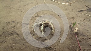 Underwater shot of a male toad