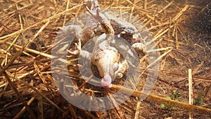 Underwater shot of a male toads who killed a female during mating