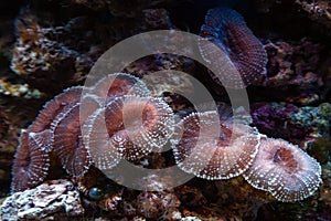 Underwater shot of mushroom coral Fungiidae colony on the reef in the aquarium tank. Colourful corals growing on the ocean