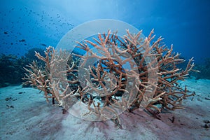 Underwater shot of orange coral in the Great Barrier Reef in Australia